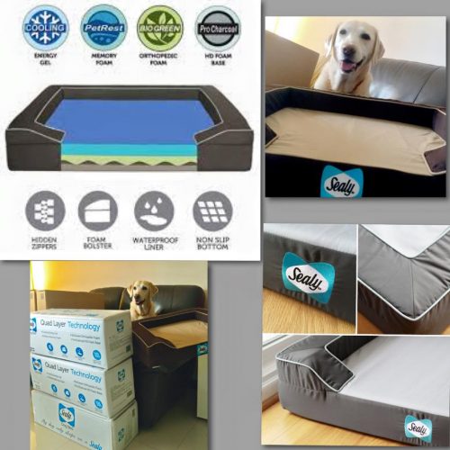 12246925_411437945719184_7192464605297246978_n