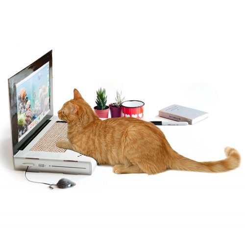 81NcWskZSLL._SL1500_