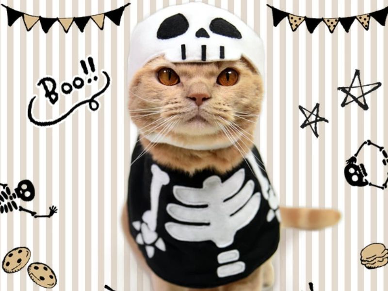 萬聖節服裝週邊哪裡買 - 日本樂天