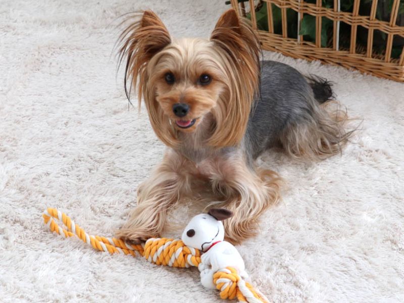 PET PARADISE 史努比 抓抱造型犬用玩具