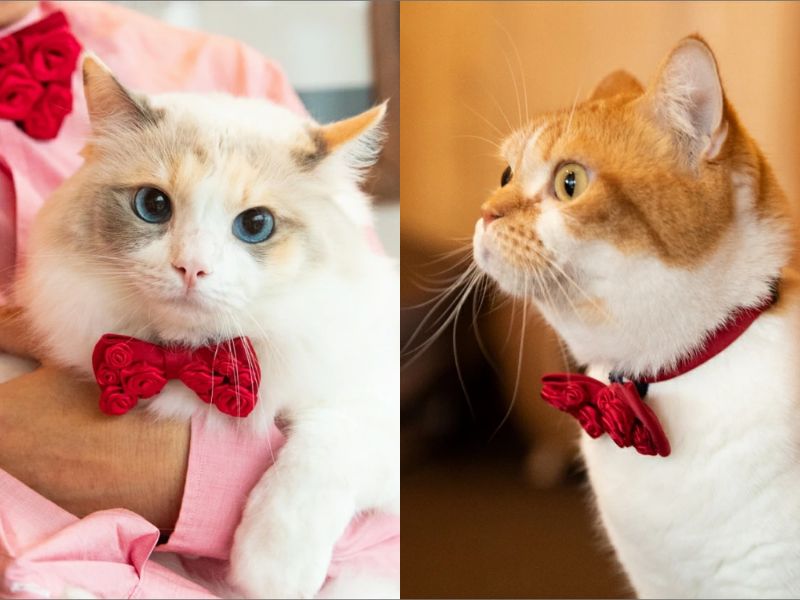 Bow Tie Cat Collar